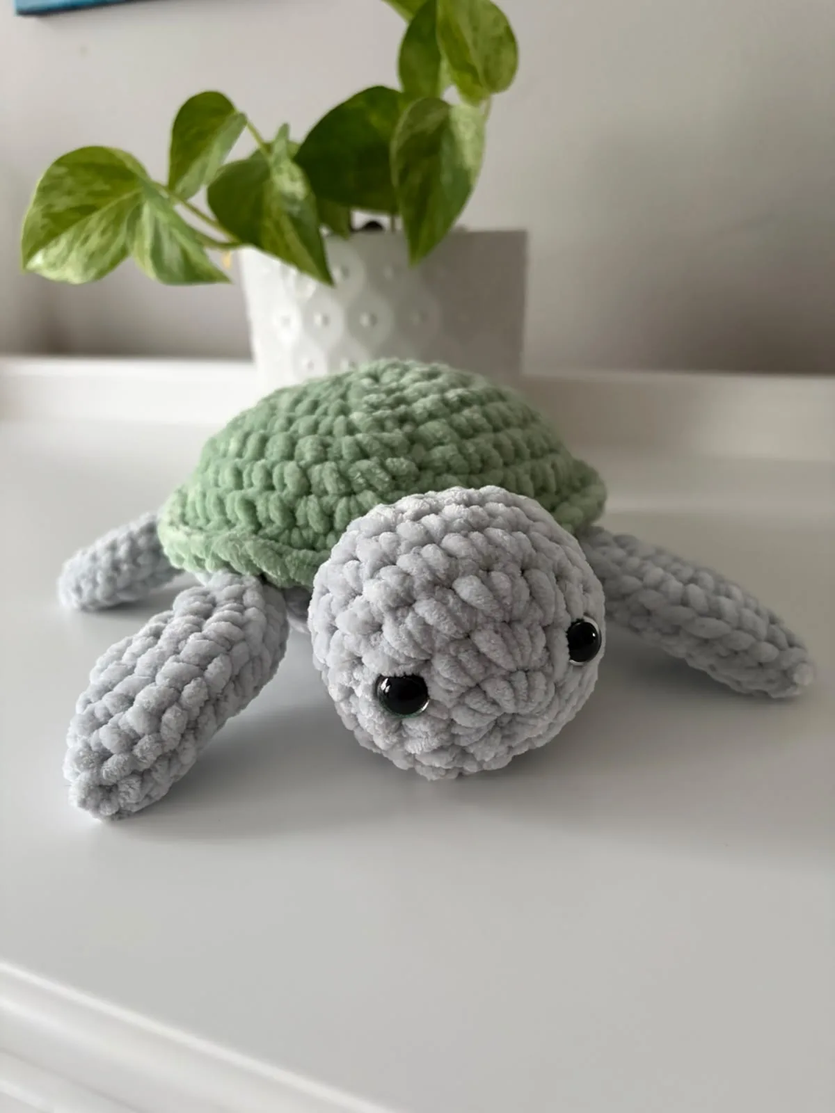 Green turtle
